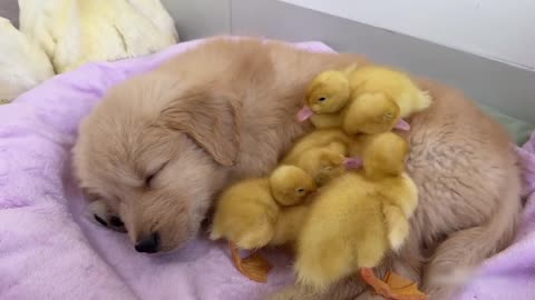 The golden retriever puppy stole the ducklings, leaving the mother duck and father duck helpless!