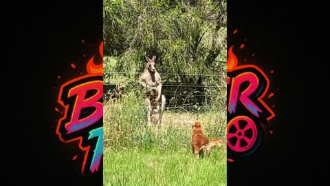 🐾 🐶 "You Won't Believe How These Dogs React To Other Animals"