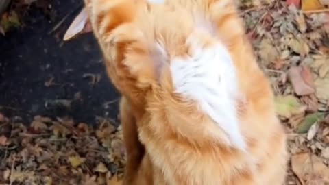 If you are watching this video, know that God has made you the guardian angel of a hungry cat💝