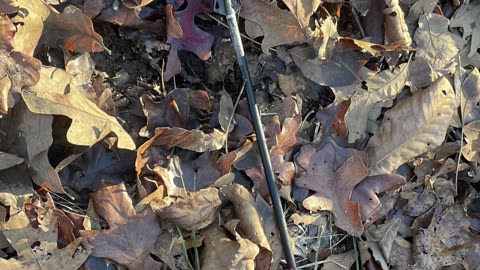 8 point buck
