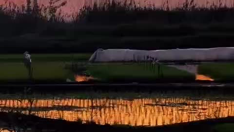 Beautiful sunset over rice paddy fields