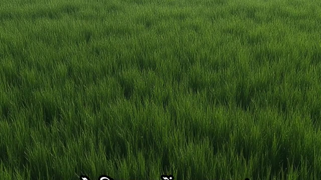 Thrust is hunger