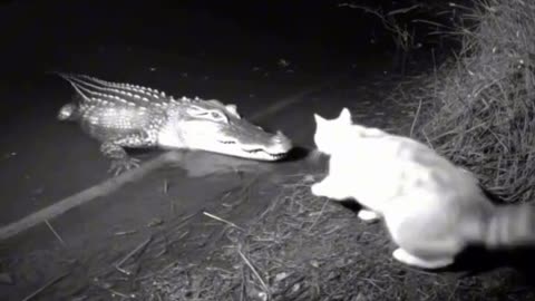 #Cat and alligator