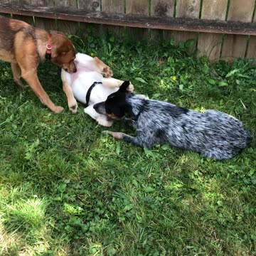 backyard hangout 908234098