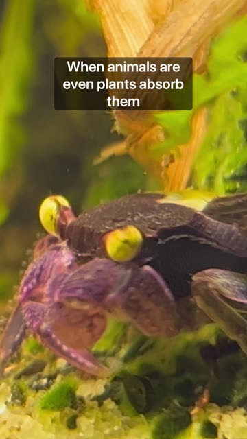 Secret Ingredient- terrariums!