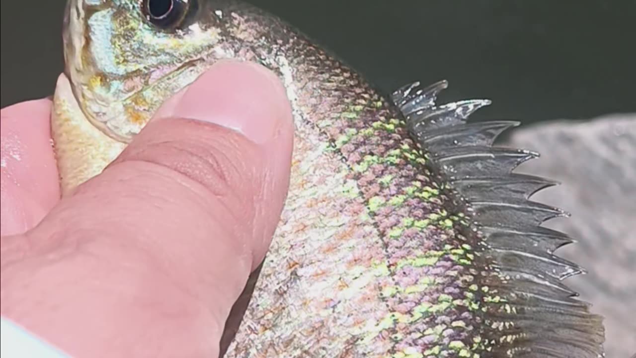 Colorful bluegill