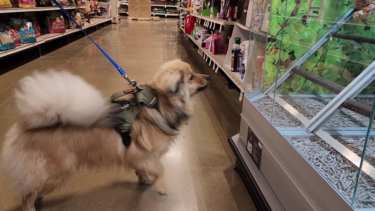 Puppy meets birds at Petsmart