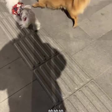 It runs, it grabs it, it can't fly away even if it has wings, hahaha