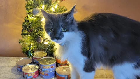 Meows Tree Is Up ( Brother Cat Improves) (December 3, 2024)