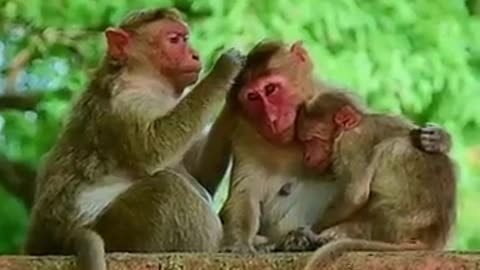 Monkey family