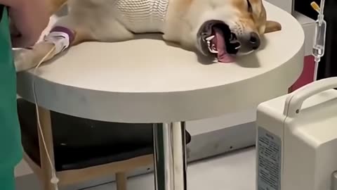 Funny Dogs Vaccine – Daily Shorts of Animals😁 - DAY 325