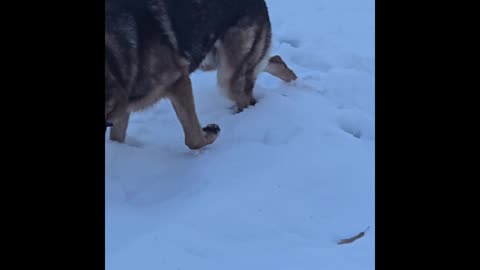 Virgil german shepherd.