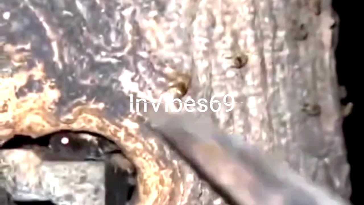 Wax Moth Invasion