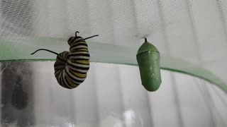 Mother Monarch update 7 7 2025