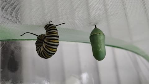 Mother Monarch update 7 7 2025