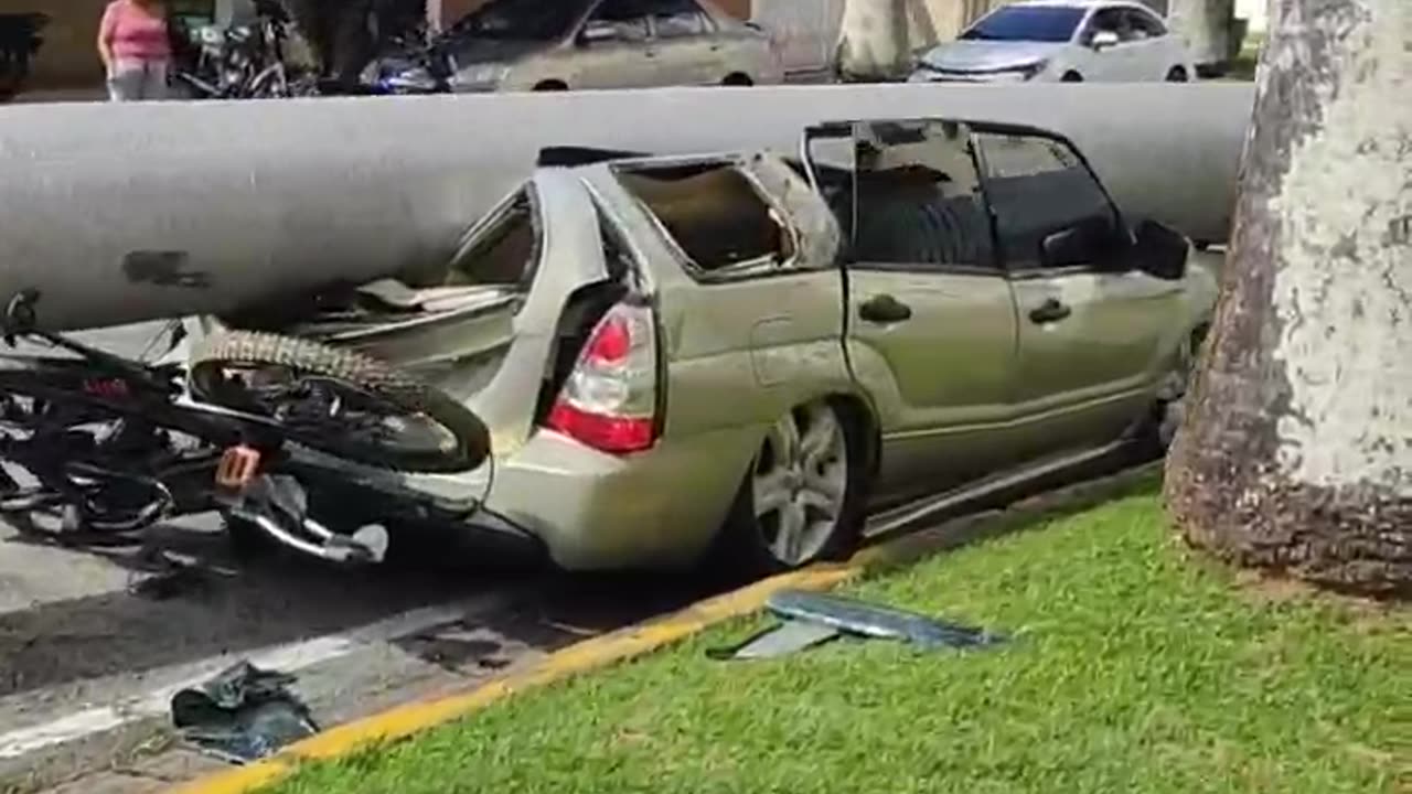 Big Palm Tree Fell on Empty Car