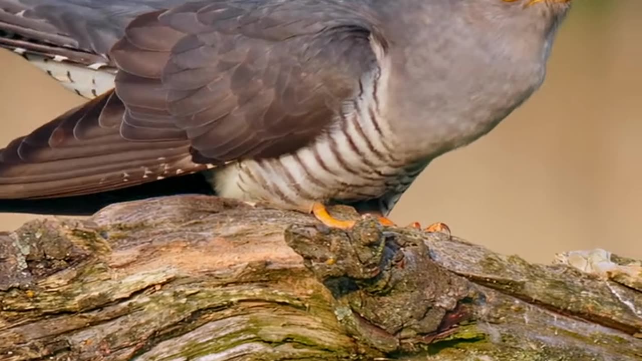 "Amazing bird" 🐦😲 #shorts