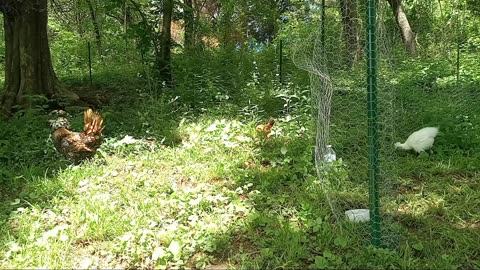 My Babies First Day Free Ranging