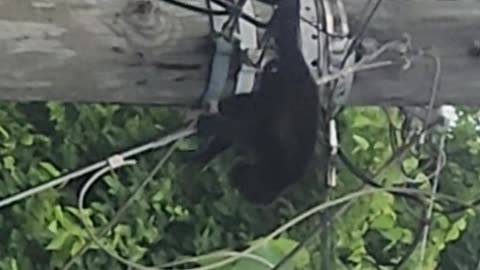 Monkeys on the high wire