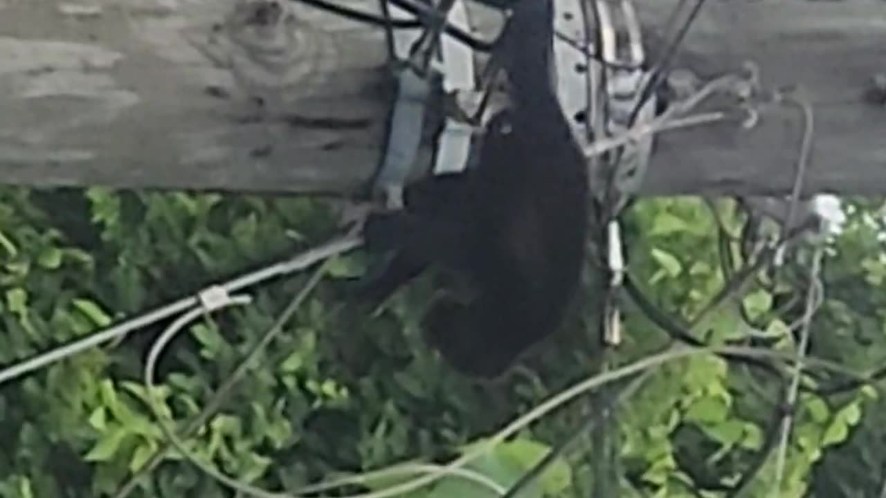 Monkeys on the high wire