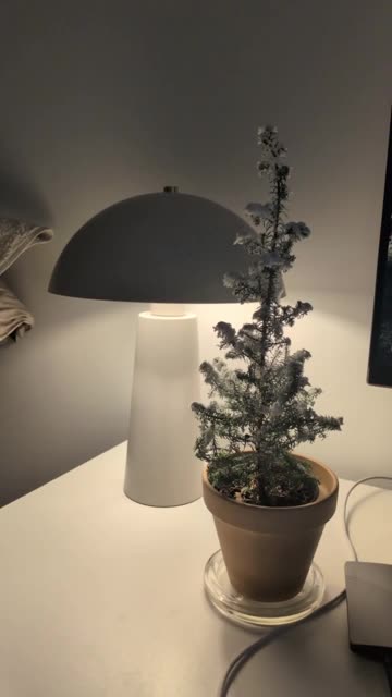 Short uploaded from WEB