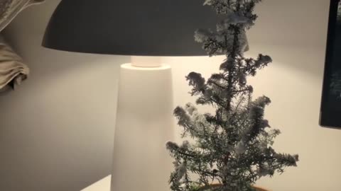 Short uploaded from WEB