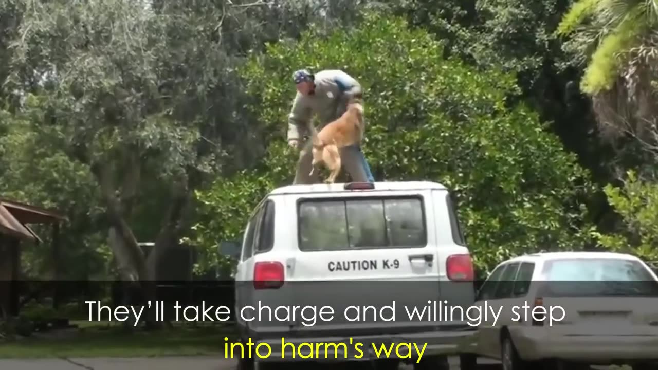 Will My German Shepherd Protect Me Without Training?