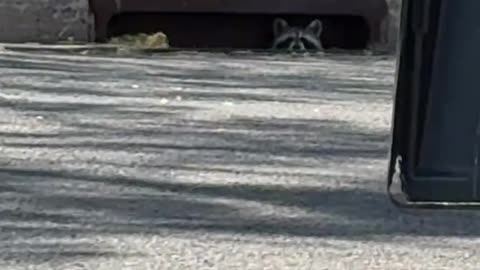 Raccoon in the Sewer Drain