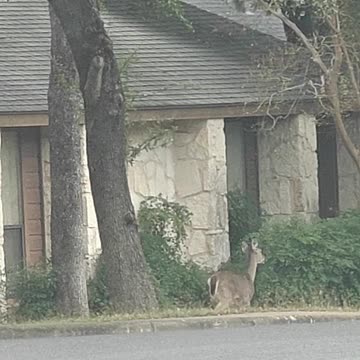 Oh Deer (Again)! Christmas Came Early in ATX — Deer Sighting Part 2 | Neighborhood Wildlife #ATX