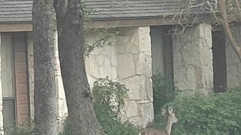 Oh Deer (Again)! Christmas Came Early in ATX — Deer Sighting Part 2 | Neighborhood Wildlife #ATX