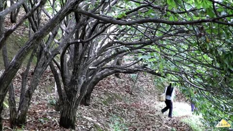 Prepare Braised Chicken with Chinese Chestnuts for Little Brother in Chestnut Season