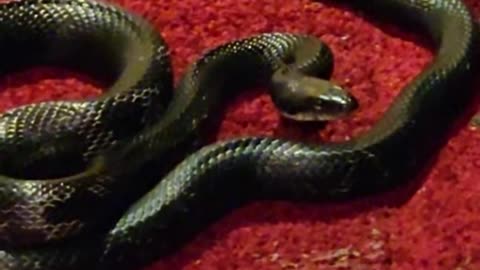 5-Foot Snake in My Basement – What I Did Will Shock You | True Story (June 19, 2025)