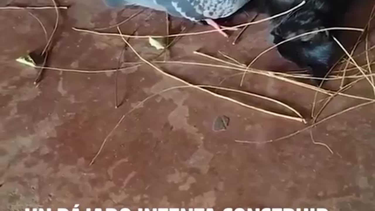 sdsd