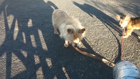Kiko Villanova Paco got good light on our walk. Hope street wasn't too hot .. I hand tested