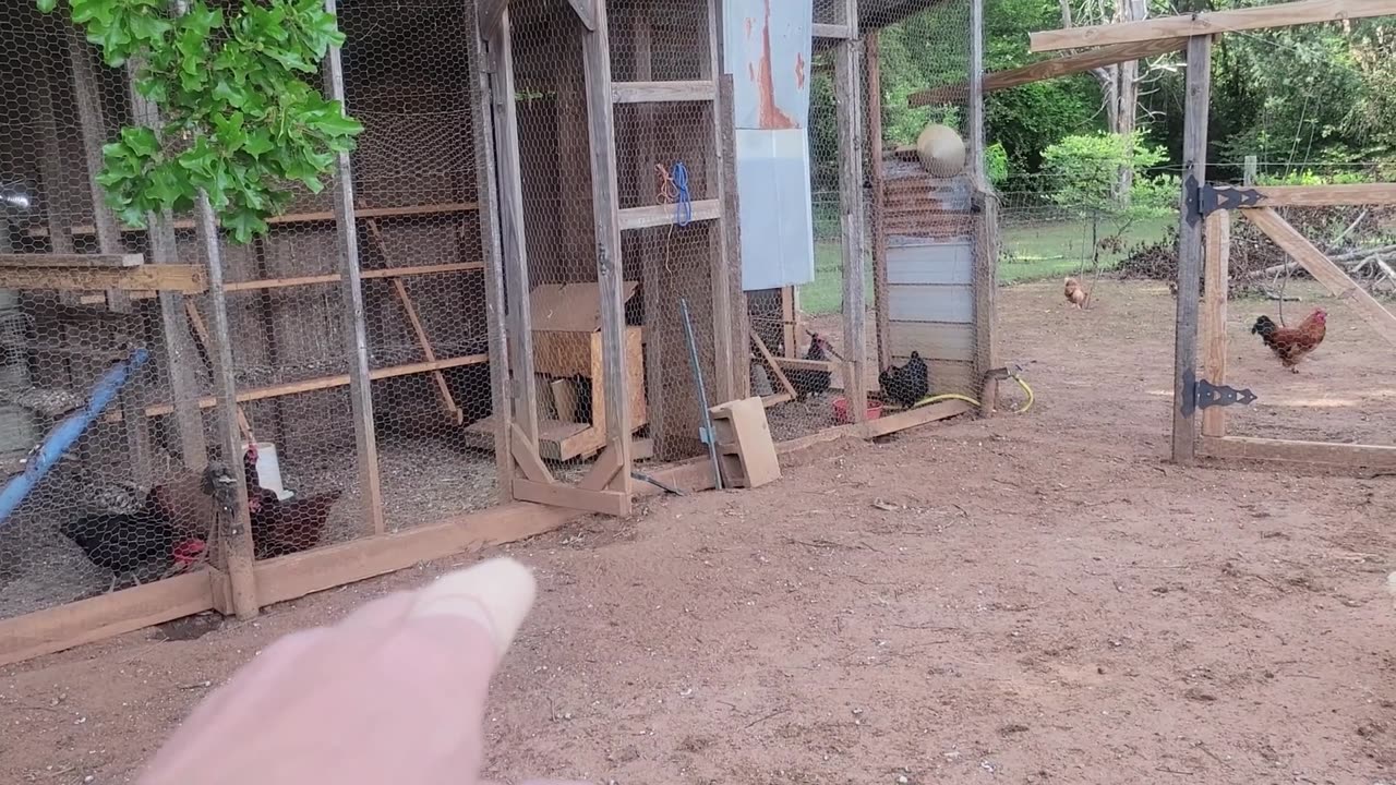 I am NOT giving up on hatching eggs