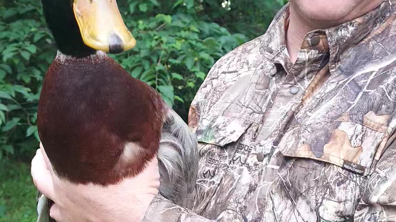 Rouen Duck, the domestic Mallad