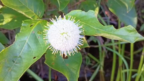 Sugar Shack Buttonbush