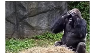 😂🐒 Gorilla's Bad Day is Hilarious! | FunFM