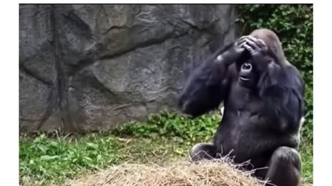 😂🐒 Gorilla's Bad Day is Hilarious! | FunFM