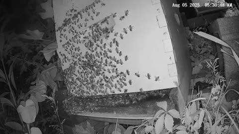 Tuesday Morning Peek at a Beehive