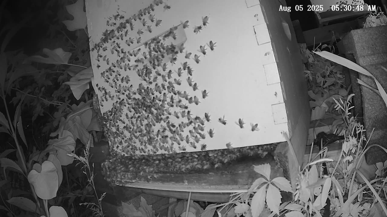 Tuesday Morning Peek at a Beehive
