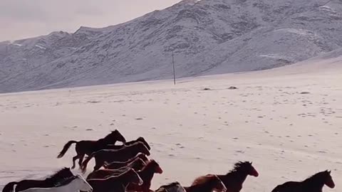 wild migration of wild horses