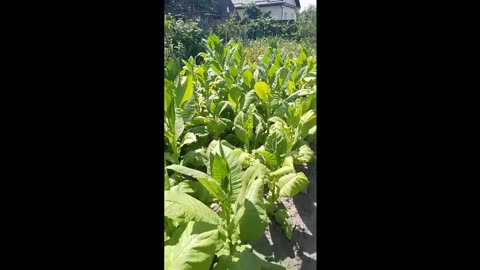 ломка листа_будни\не\плантатора -2 Le quotidien d'un planteur cool Everyday life of a cool planter