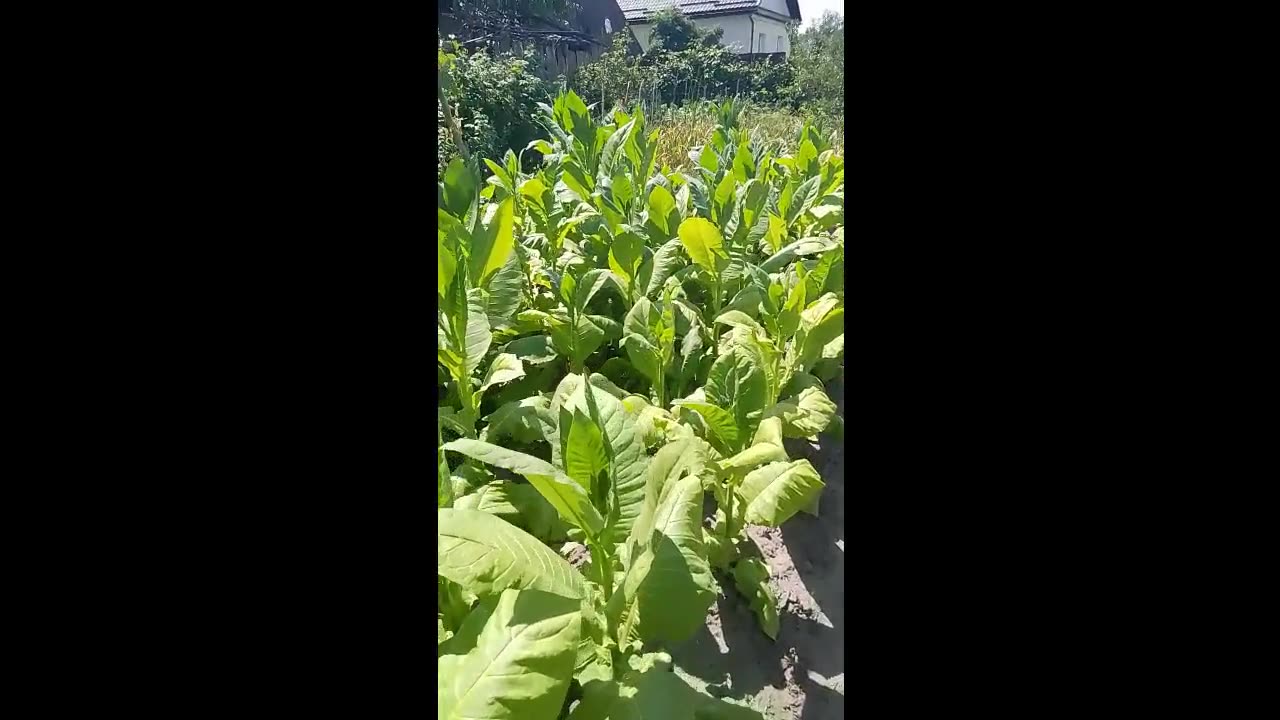 ломка листа_будни\не\плантатора -2 Le quotidien d'un planteur cool Everyday life of a cool planter