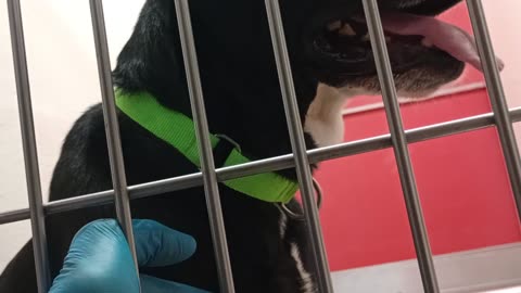 Luke-black lab 5y A876695 Rex-white 9 mo A856850 kennel 170 PACC shelter Divider lifted 2025829193