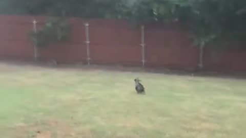 Woe Day 88. I am in the ark. Waiting for GOD to open the Door for a spring/summer Pentecost rapture