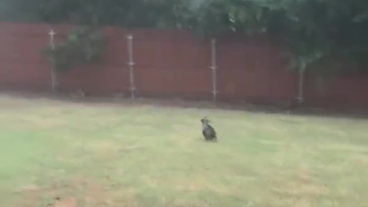 Woe Day 88. I am in the ark. Waiting for GOD to open the Door for a spring/summer Pentecost rapture