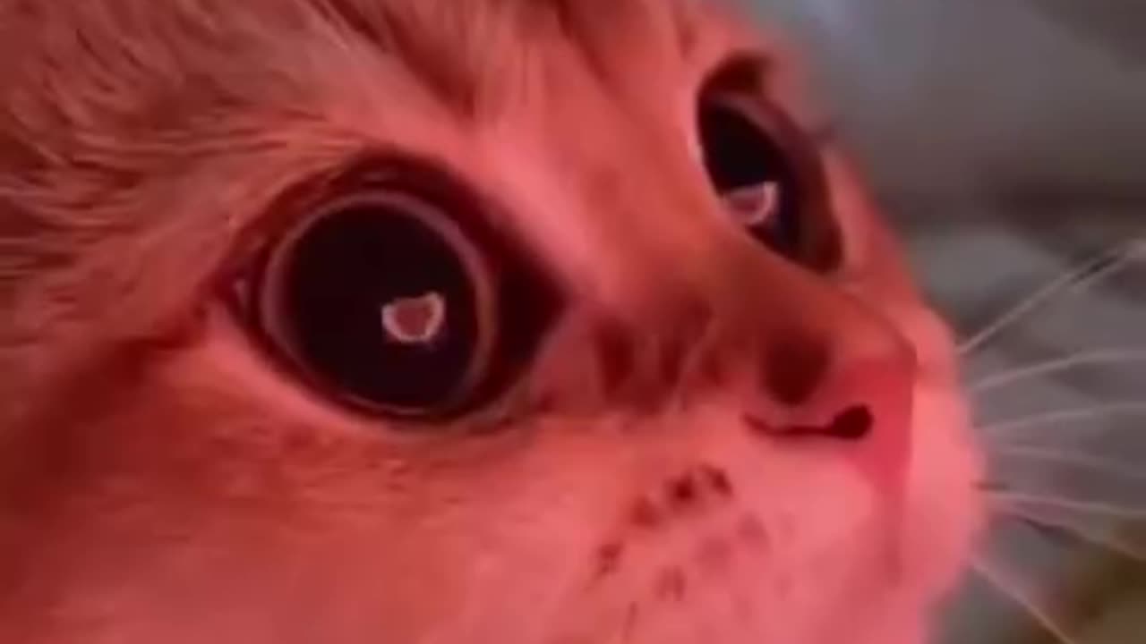 You can ask the flower featuring cats