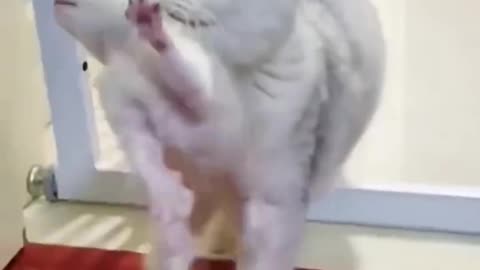 Mother Cats moments #catmom #cat #catlover