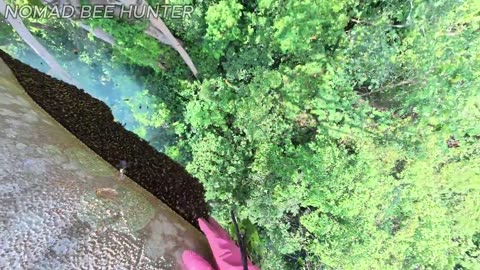 Pure Wild Honey – Why It’s So Valuable & The Dangerous Life-Risking Harvest 2025